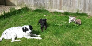 Yogi & Theo with Daisy and George. May 2015