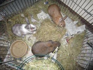 Initial meeting between Daisy (white & grey), George (Brown lop) and Hazel.