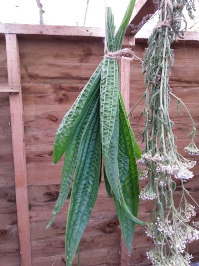 drying-plantain-and-yarrow