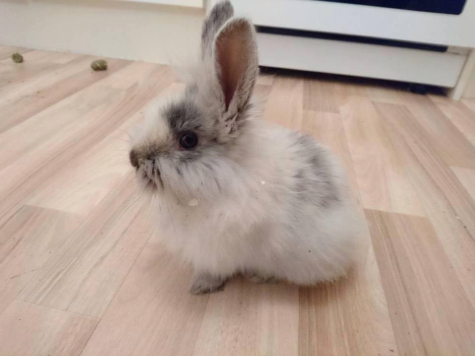 baby bunny 1